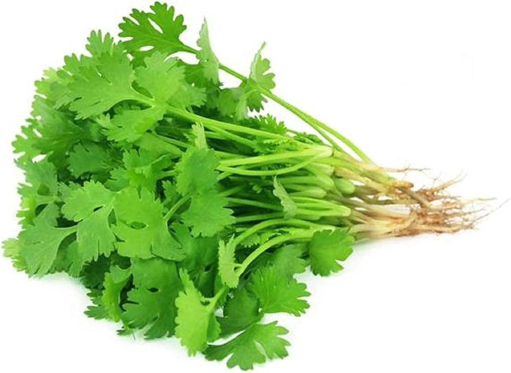 Coriander