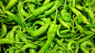 Green Chilli