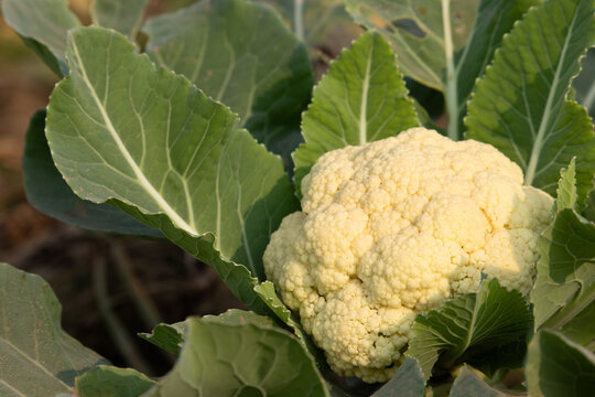 Snow-white cauliflower heads harvested in Jodhpur, Rajasthan - uniform curds for export and processing