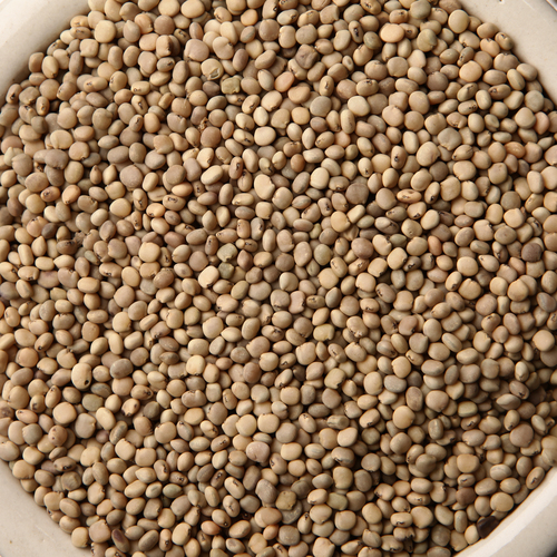 Guar seeds bulk supplier India