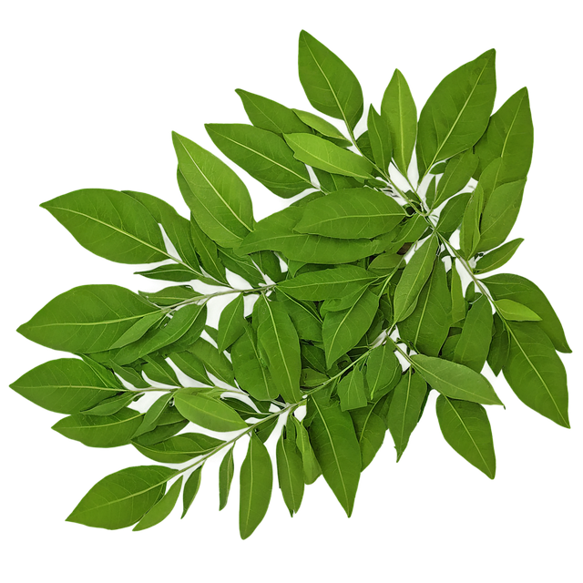 Export-grade fresh curry leaves (kariveppilai) from VegTradeHub showing glossy green leaf integrity and uniform grading for wholesale export
