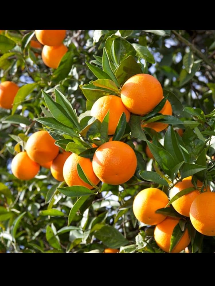 Kinu orange bulk supplier India