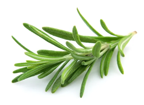 Dried rosemary leaves  - whole leaf and cut grades for export bulk supply