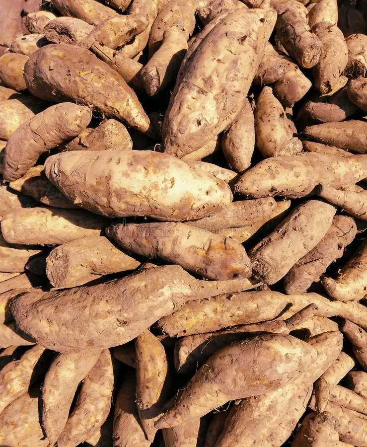 Export-grade sweet potatoes in ventilated export cartons at VegTradeHub packing facility