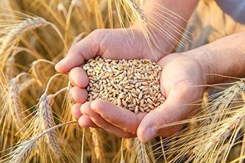 Gehun wheat bulk supplier India